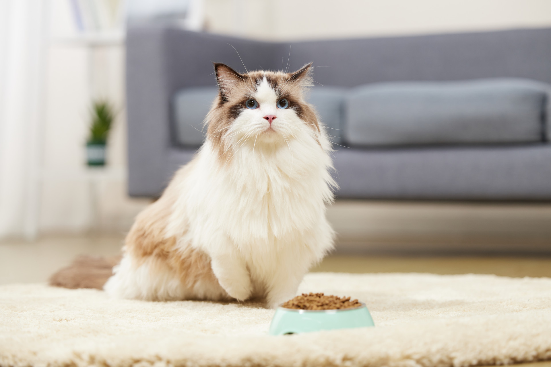 Best way to use diatomaceous earth